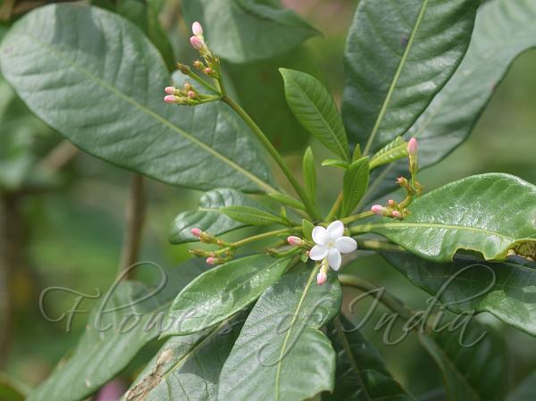 South-Indian Snake Root